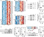 PPARGC1A Antibody in Western Blot (WB)