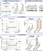 HOMER3 Antibody in Western Blot, Flow Cytometry (WB, Flow)