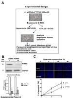 MEG2 Antibody in Western Blot (WB)