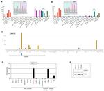 VENTX Antibody in Western Blot (WB)