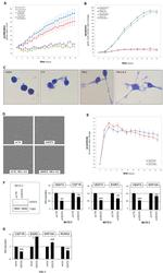 VENTX Antibody in Western Blot (WB)
