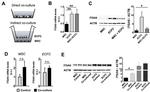ITGA5 Antibody in Western Blot (WB)