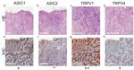 ASIC1 Antibody in Immunohistochemistry (IHC)