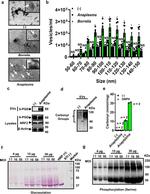 PGD Antibody in Western Blot (WB)