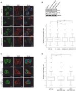 Coilin Antibody in Immunocytochemistry (ICC/IF)