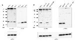 VAPB Antibody in Western Blot (WB)