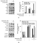 JNK1 Antibody in Western Blot (WB)