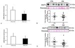 GLUT1 Antibody in Western Blot (WB)