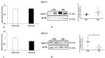GLUT1 Antibody in Western Blot (WB)