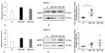 GLUT1 Antibody in Western Blot (WB)