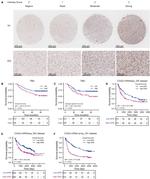 IER5 Antibody in Immunohistochemistry (IHC)