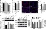 KV1.3 (KCNA3) (extracellular) Antibody in Western Blot (WB)
