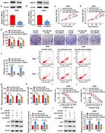 LIMCH1 Antibody in Western Blot (WB)