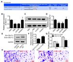 CUG-BP2 Antibody in Western Blot (WB)