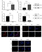 Endothelin A Receptor Antibody in Immunocytochemistry (ICC/IF)