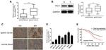 PAX4 Antibody in Western Blot, Immunohistochemistry (WB, IHC)
