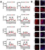 IL-1 beta Antibody in Immunocytochemistry (ICC/IF)