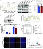 MUC5AC Antibody in Immunocytochemistry, Flow Cytometry (ICC/IF, Flow)