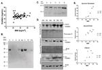 NAMPT Antibody in Western Blot (WB)