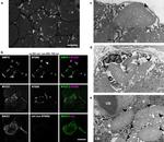 SMPX Antibody in Immunohistochemistry (IHC)