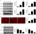 PPARGC1A Antibody in Western Blot (WB)