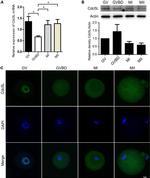 Cdc5L Antibody in Western Blot (WB)