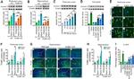 Annexin V Antibody in Western Blot (WB)