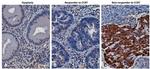 SPINK4 Antibody in Immunohistochemistry (IHC)