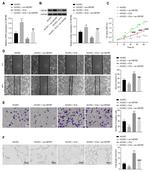 CMTM7 Antibody in Western Blot (WB)