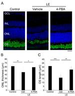 Rhodopsin Antibody in Immunohistochemistry (IHC)