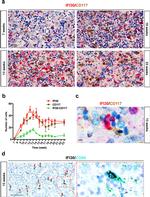 IFI30 Antibody in Immunohistochemistry (IHC)