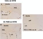 F4/80 Antibody in Immunohistochemistry (IHC)