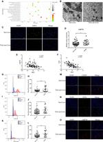 ATF6 Antibody in Flow Cytometry (Flow)