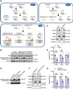 HDJ2 Antibody in Western Blot (WB)