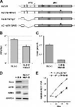 Hepatitis C Virus Core Antigen Antibody in Western Blot (WB)