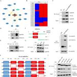 Fbxo16 Antibody in Western Blot (WB)