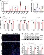 RASSF9 Antibody in Western Blot (WB)