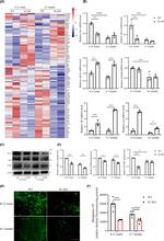 FCGRT Antibody in Western Blot (WB)