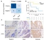 NSUN7 Antibody in Immunohistochemistry (IHC)