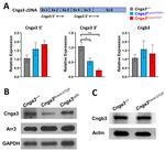 ARR3 Antibody in Western Blot (WB)