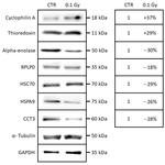 RPLP0 Antibody in Western Blot (WB)