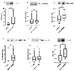 PLP1 Antibody in Western Blot (WB)