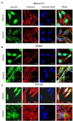 OR2W3 Antibody in Immunocytochemistry (ICC/IF)