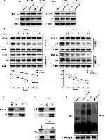 RNF19A Antibody in Western Blot (WB)