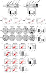 RNF19A Antibody in Western Blot (WB)