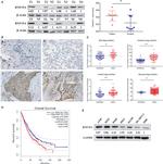 RNF19A Antibody in Western Blot, Immunohistochemistry (WB, IHC)