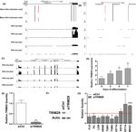 TRIM29 Antibody in Western Blot (WB)