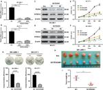 NT5DC2 Antibody in Western Blot (WB)