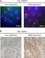 TRPC5 Antibody in Immunohistochemistry (IHC)