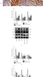 FXR Antibody in Western Blot, Immunohistochemistry (WB, IHC)